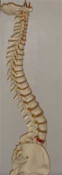 spine